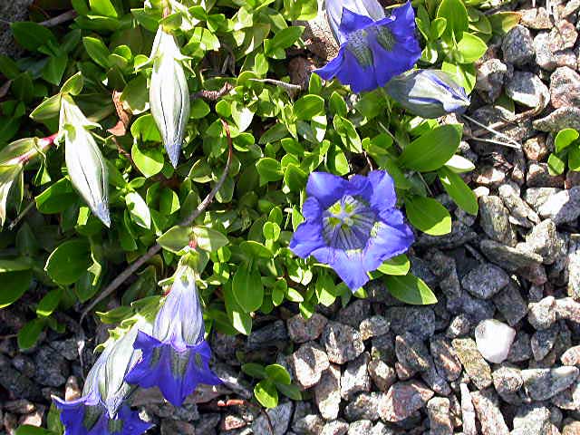 Gentiana acaulis